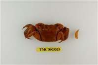 藏品(中型東方蟹)的圖片